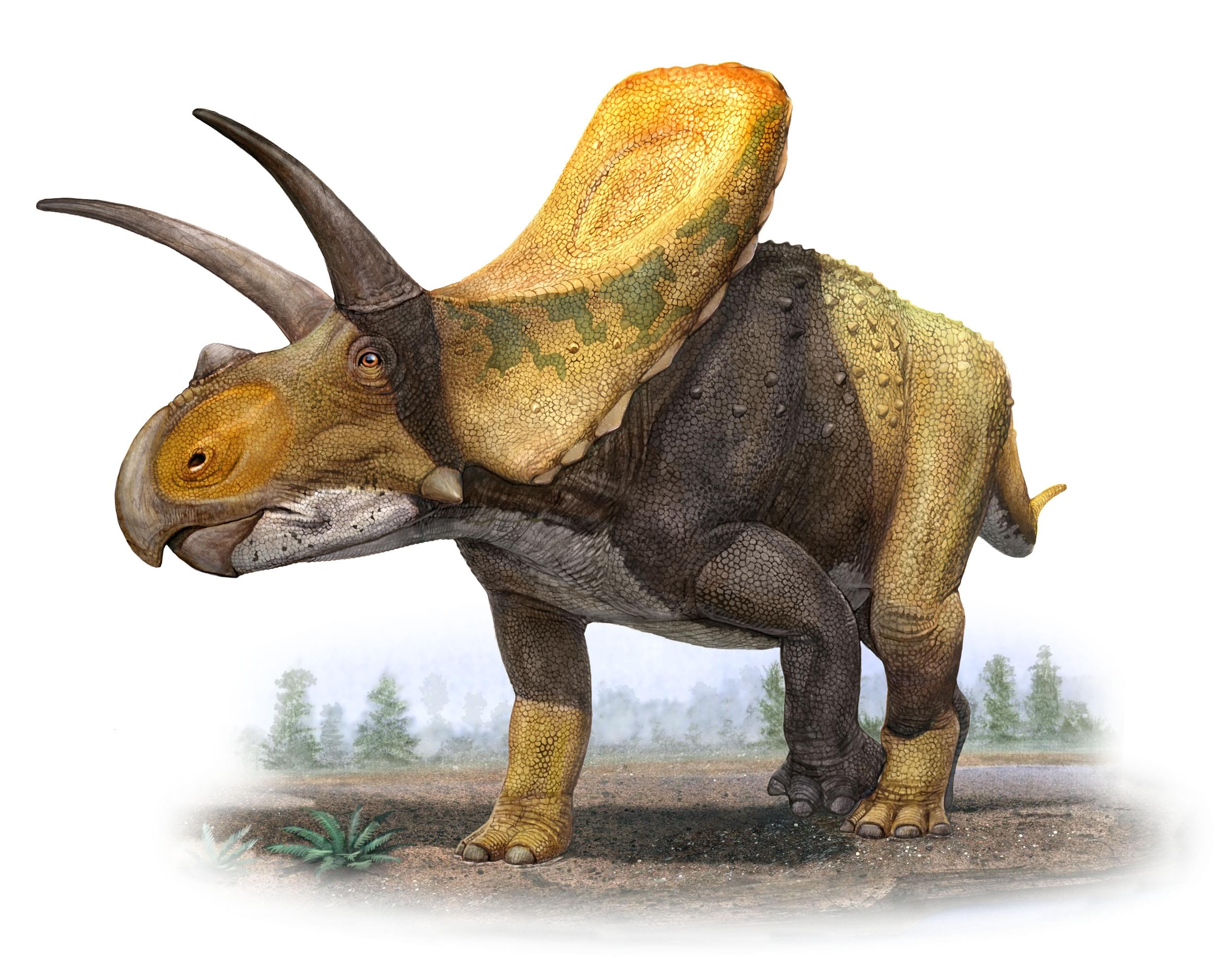 Triceratops